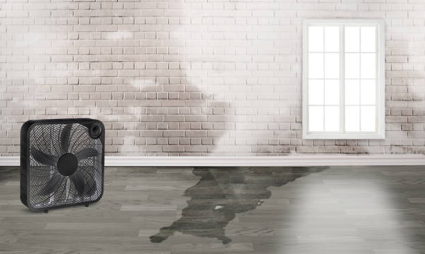 Best Water damage restoration insurance claims  in Meeker, CO